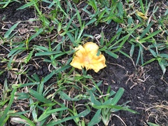 Cantharellus