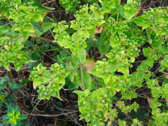 Euphorbia oblongata