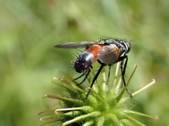 Cylindromyia brassicaria