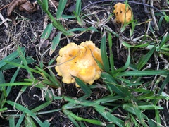 Cantharellus