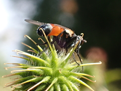 Cylindromyia brassicaria