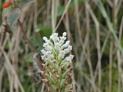 Habenaria monorrhiza
