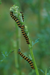 Tyria jacobaeae
