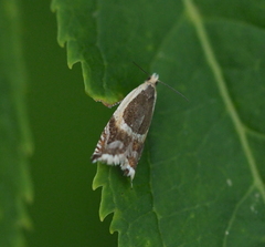 Ancylis badiana