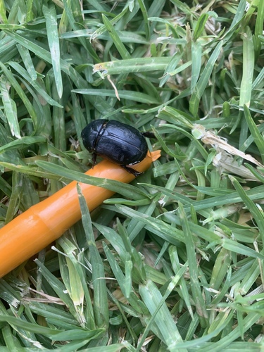 Pentodon algerinus