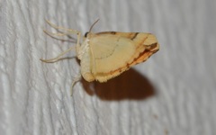 Cidaria fulvata