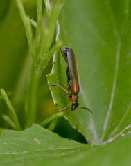 Podabrus alpinus