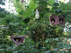 Aristolochia elegans image