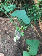 Aristolochia elegans image