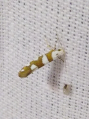 Argyresthia brockeella