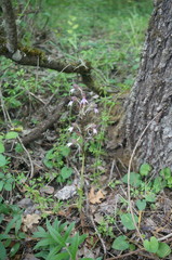 Himantoglossum comperianum