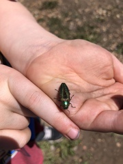 Buprestis adjecta