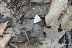 Chytolita morbidalis