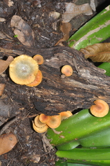 Gymnopilus purpureosquamulosus
