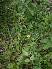Geum × catlingii