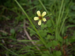 Geum × catlingii
