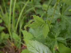 Geum × catlingii