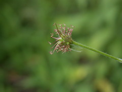 Geum × catlingii