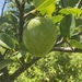 Annona glabra - Photo ללא זכויות יוצרים, הועלה על ידי Jack Hartfelder