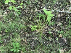 Carex caroliniana