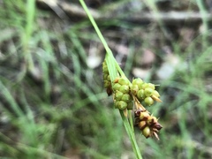 Carex caroliniana