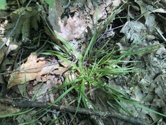 Carex willdenowii