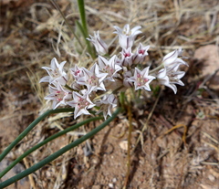 Allium macropetalum