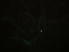 Lampyris noctiluca