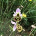 Ophrys fuciflora oblita - Photo (c) Naya Hassan, some rights reserved (CC BY-NC-ND), uploaded by Naya Hassan