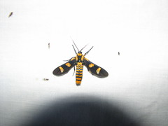 Phoenicoprocta hampsonii