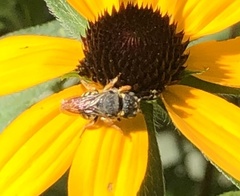 Pseudoanthidium nanum