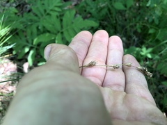 Carex festucacea