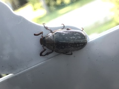 Polyphylla variolosa