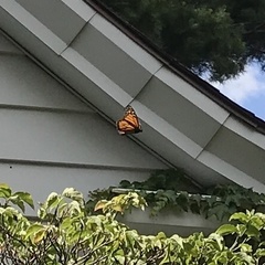 Danaus plexippus