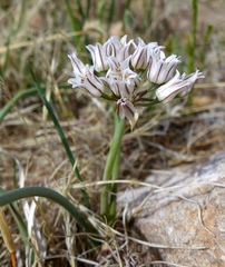 Allium macropetalum