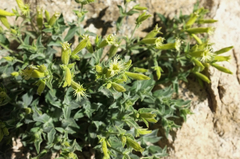 Silene parishii