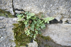 Asplenium ruta-muraria