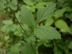 Geum × catlingii