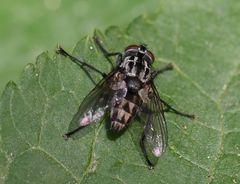 Macronychia polyodon