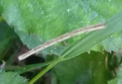 Ourapteryx sambucaria