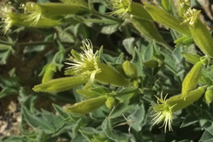 Silene parishii