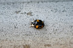 Harmonia axyridis