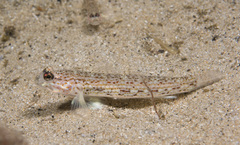 Istigobius hoesei