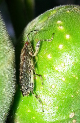 Dinomachus sikhimensis