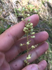 Heuchera grossulariifolia