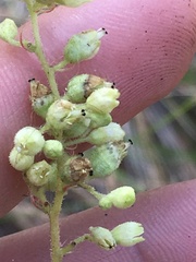 Heuchera grossulariifolia