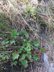 Heuchera grossulariifolia
