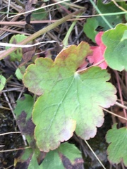 Heuchera grossulariifolia