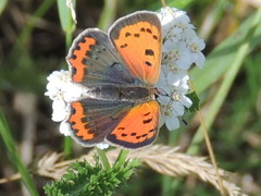 Lycaena phlaeas
