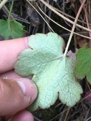 Heuchera grossulariifolia